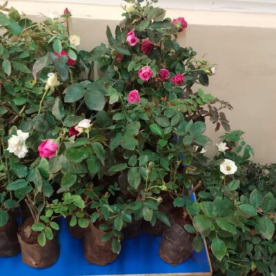 WhatsApp Image 2025-08-11 at 10.29.52 AM